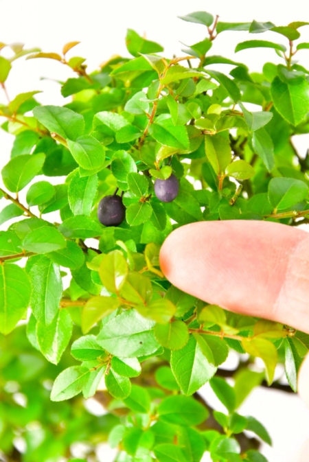 Sweet plum bonsai fruits and foliage