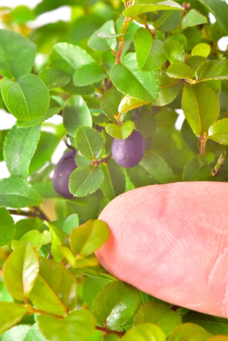 Chinese Sweet Plum Bonsai Fruits