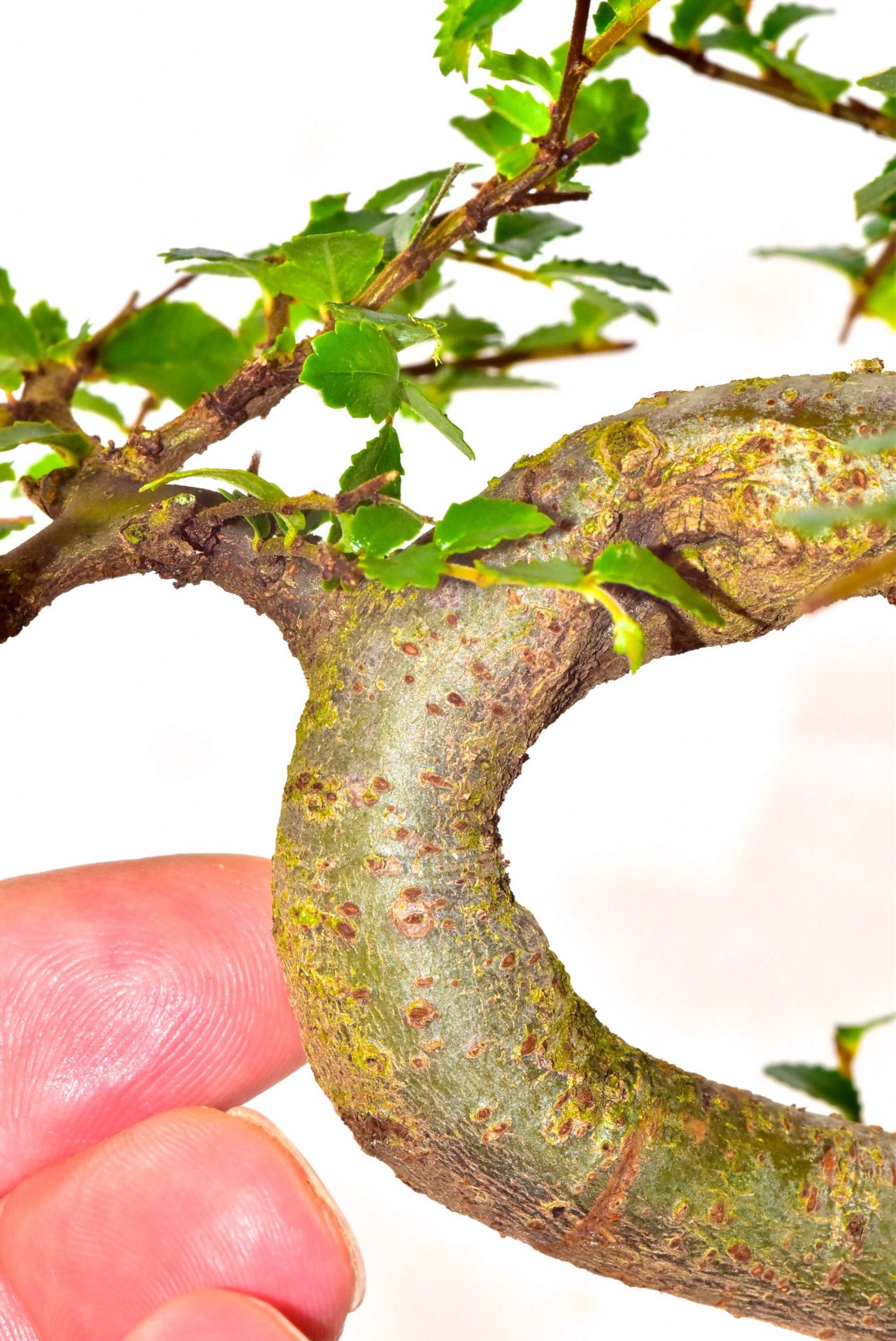 Lovely twisty trunk of the Chinese Elm bonsai