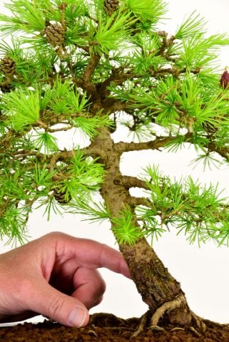 High quality bonsai for sale