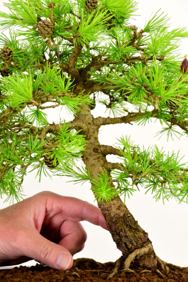 Specimen Larch Bonsai Tree