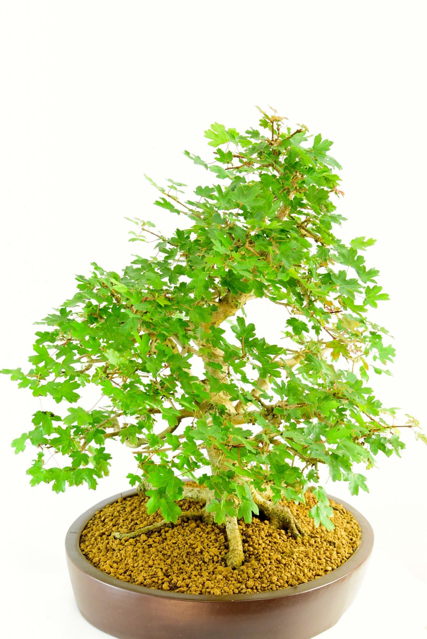 Classic & traditional unglazed ceramic pot