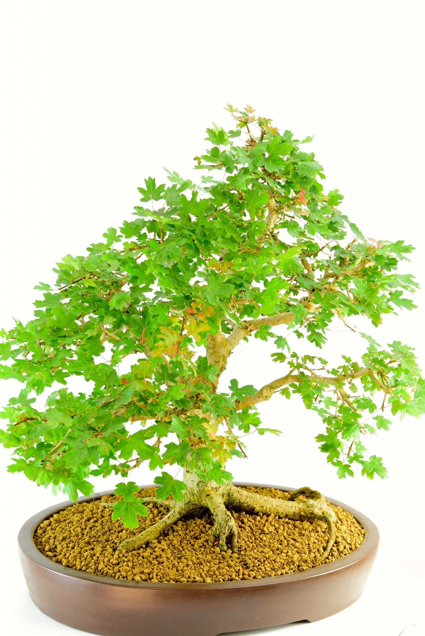 Specimen English Maple Outdoor Bonsai 26 years