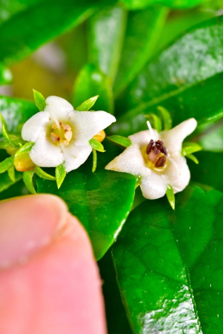 Carmona (Oriental tea tree) small white flowers