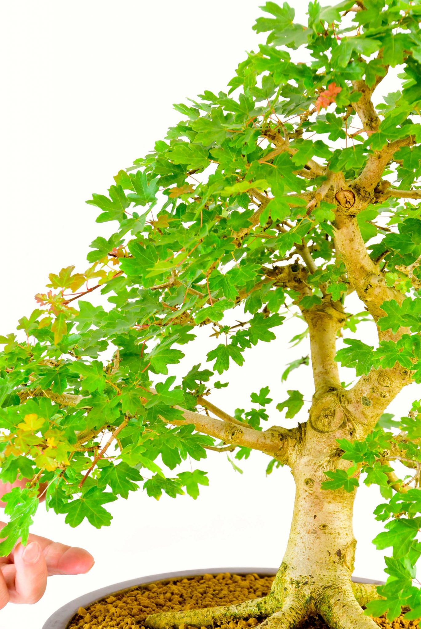 specimen native hardy bonsai for the garden