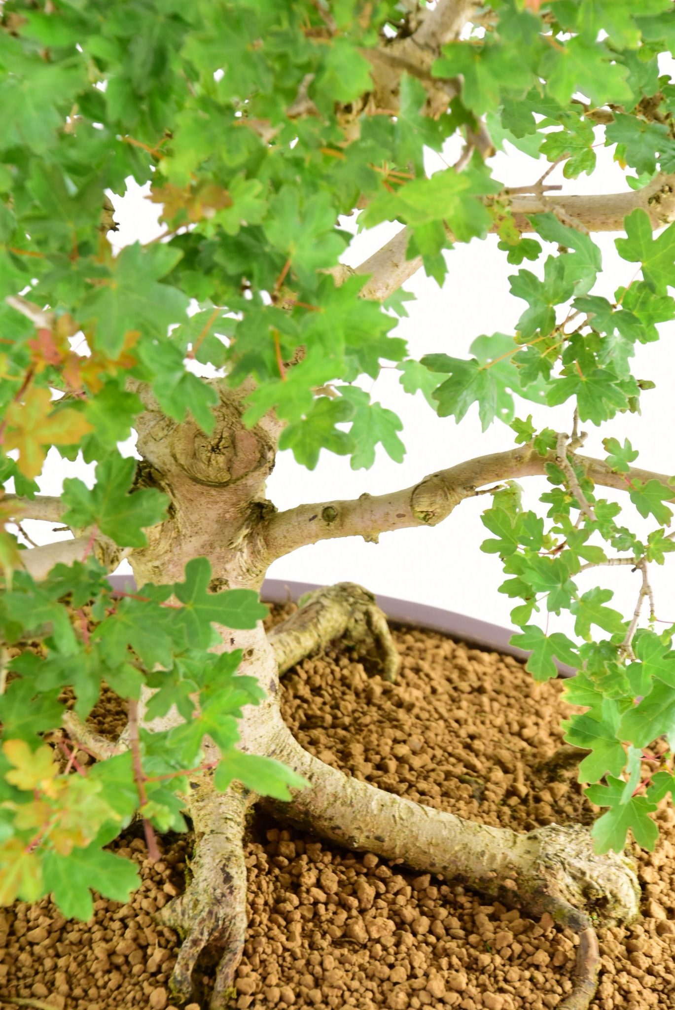 Beautiful autumn colour and leaf shape
