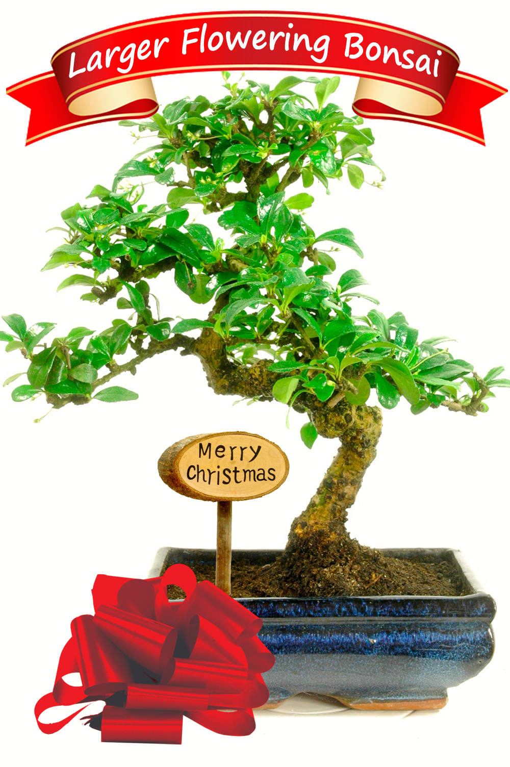Exquisite Flowering Bonsai Christmas Gift