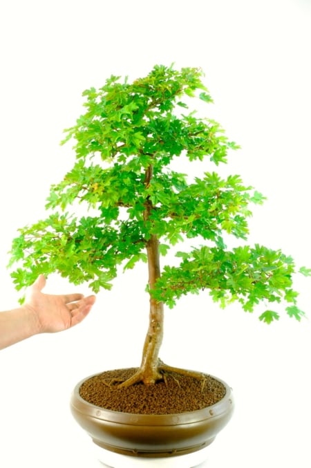 Extra-Large Specimen English Field Maple Bonsai - Outstanding