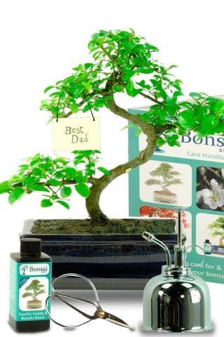 Beautiful Sweet Plum indoor bonsai for Fathers Day