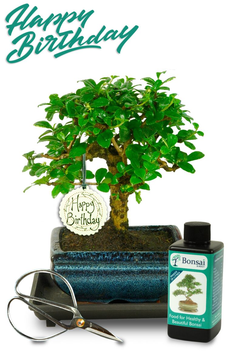 Stunning Bonsai Birthday Gifts beautifully presented bonsai trees