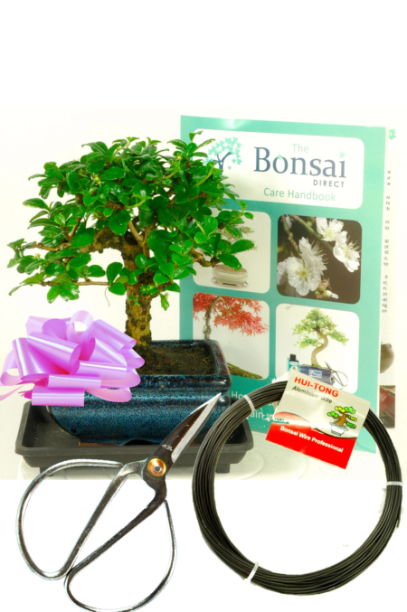 Flowering Baby Bonsai kit - Pruning & Wiring