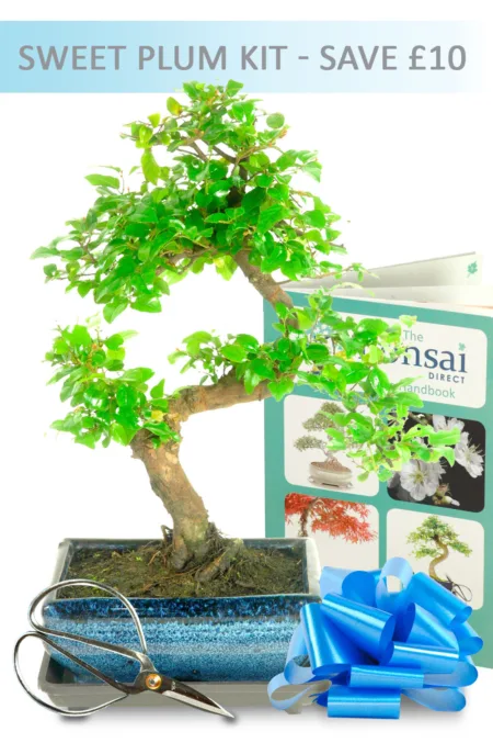 Fruiting Sweet Plum Bonsai Starter Kit