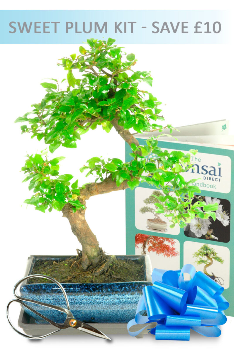 Indoor Chinese Sweet Plum Bonsai Starter Kit