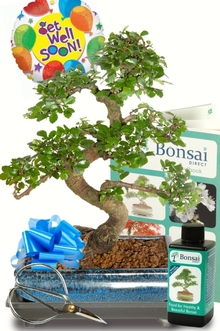 Get Well Soon Presents for Him or Her | Stunning Larger Bonsai Tree Gift