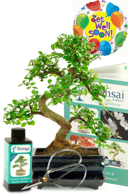 Beautiful Get Well Soon Bonsai Tree for sale