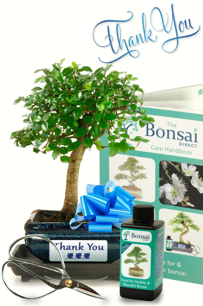 Exquisite Thank You Bonsai Gifts to show your appreciation