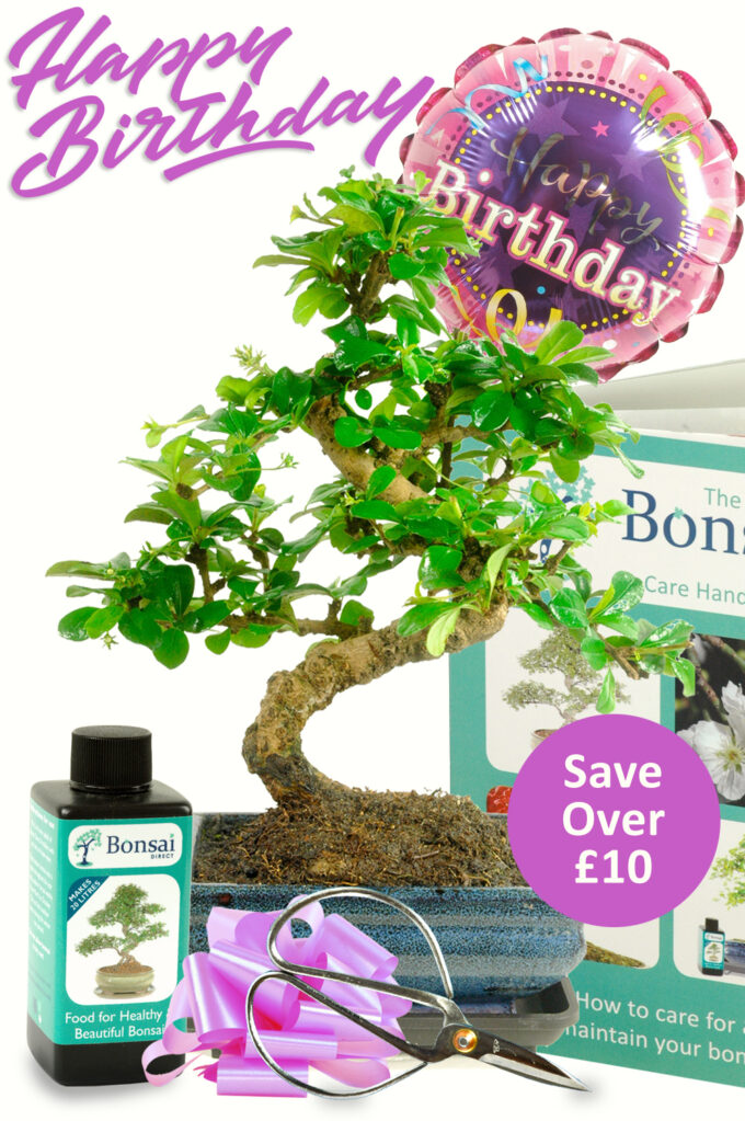 Happy Birthday ~ For Her {Bonsai Gift set 3}(HER3)