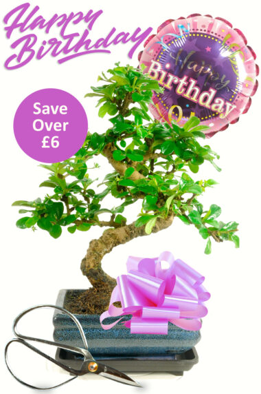 Happy Birthday ~ For Her {Bonsai Gift set 1} (HER1)