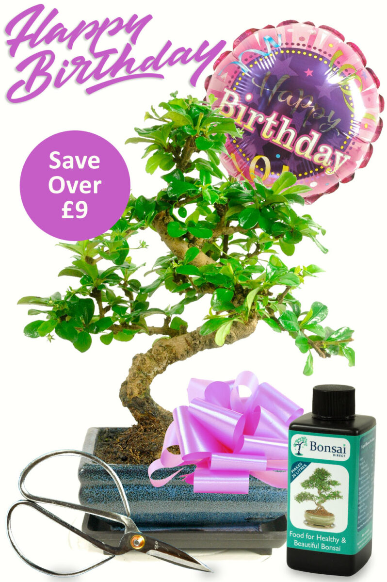 Flowering birthday bonsai kit for her with FREE delivery