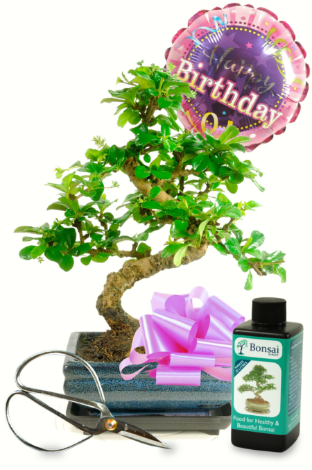 Happy Birthday ~ For Her {Bonsai Gift set 2} (HER2)