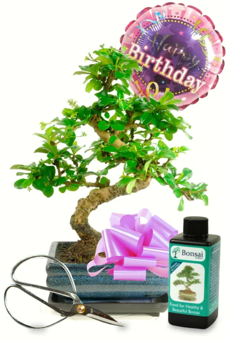Happy Birthday ~ For Her {Bonsai Gift set 2} (HER2)