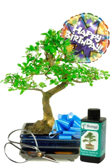 Balloon Blast Happy Birthday Bonsai Gift - For Him