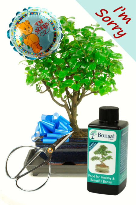 I&apos;m Sorry Baby Bonsai Gift