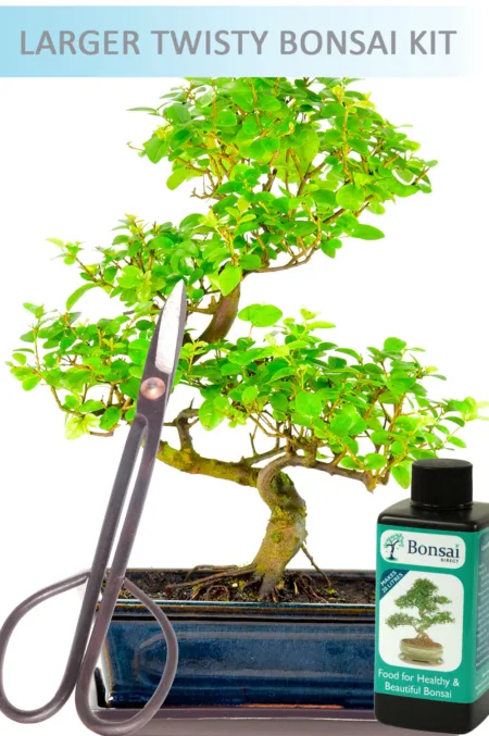 Indoor Bonsai Tree Set Chinese Sweet Plum (IDSAG3)