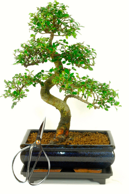 Indoor Bonsai Chinese Elm Set 1 (IDCE10) - Larger Size