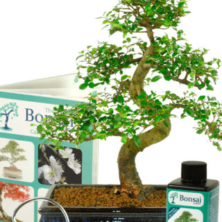 Indoor Bonsai Chinese Elm Set 3 (IDCE12) - Larger Size