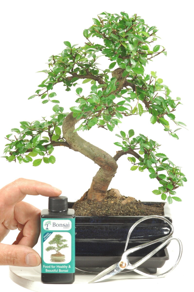 Tasteful Chinese Elm Indoor Bonsai Tree Kit for Beginners