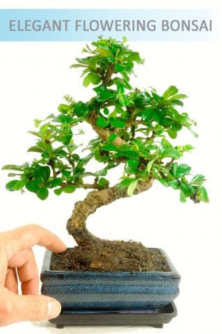 Indoor Oriental Tea Tree (Carmona microphylla) Bonsai with Drip Tray