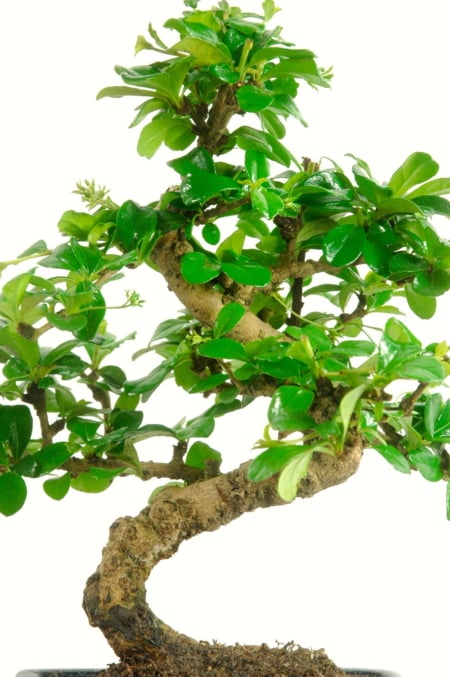 Indoor Oriental Tea Tree (Carmona microphylla) Bonsai with Drip Tray