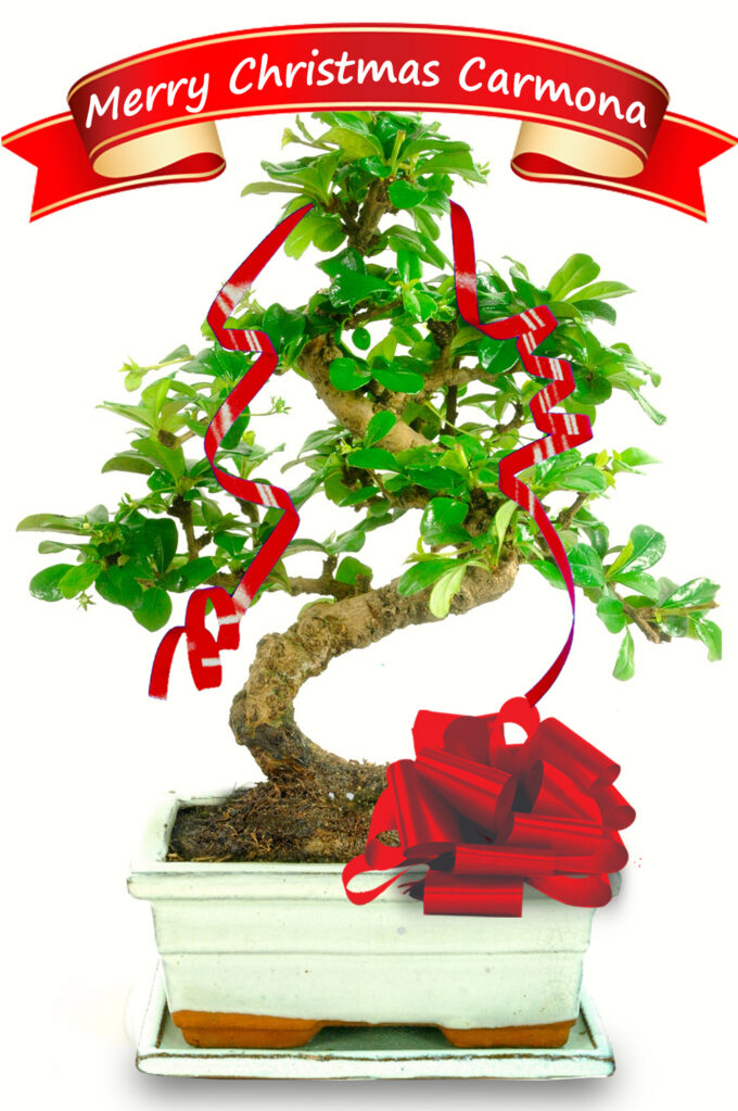Ivory Merry Christmas Flowering Indoor Bonsai with Ceramic Drip Tray