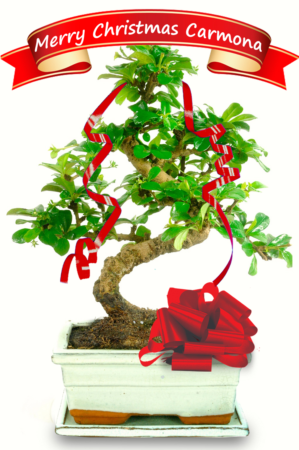 Merry Christmas Flowering Indoor Bonsai with Ivory pot and tray