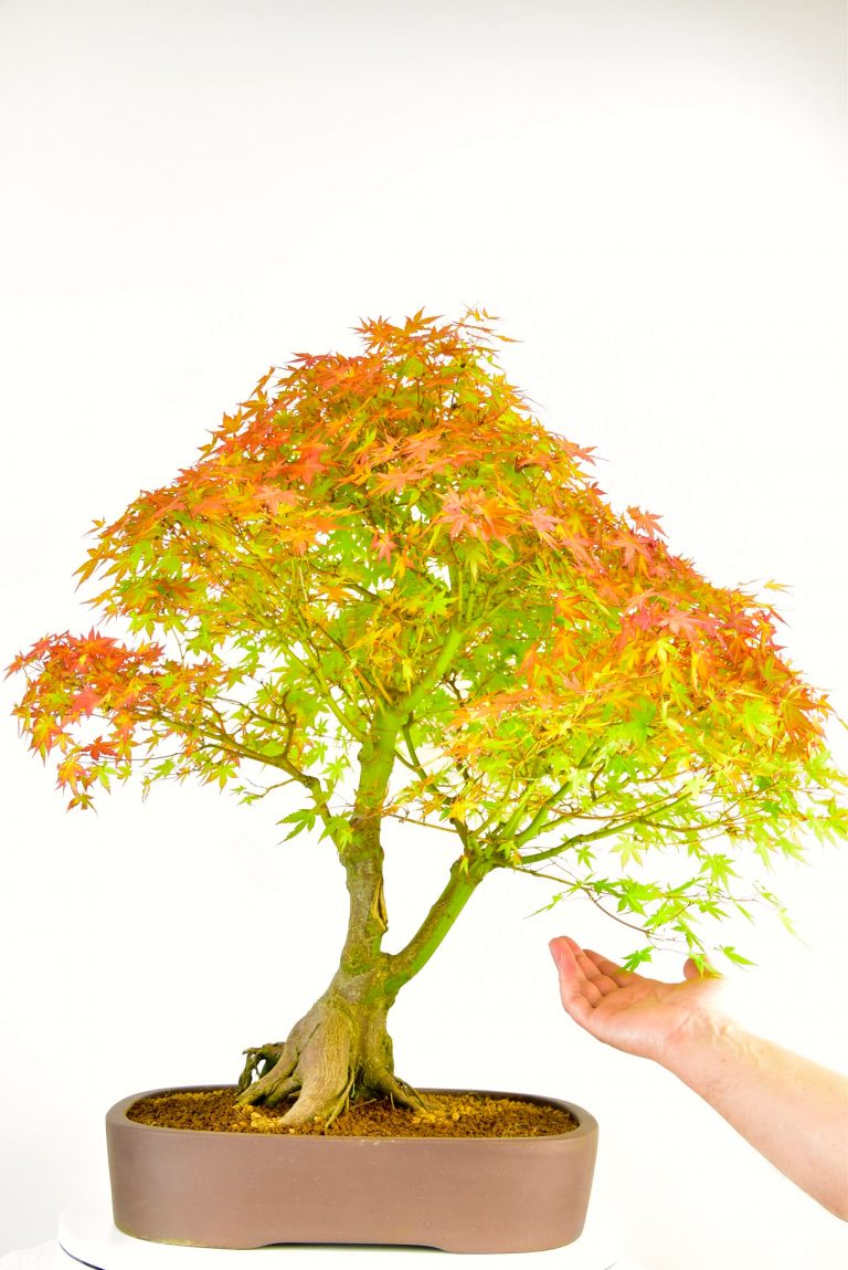 Japanese Maple Bonsai (Acer palmatum) 25 years
