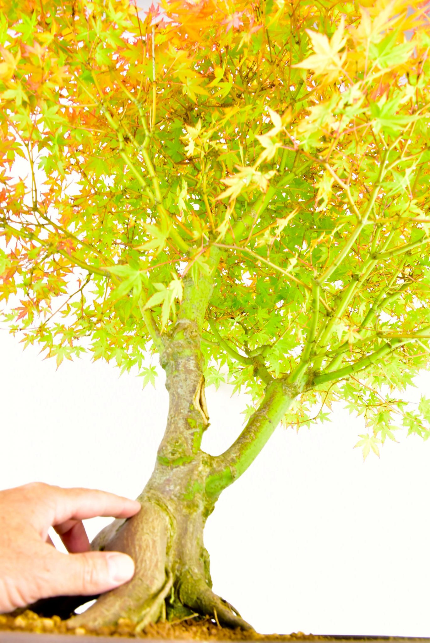 Specimen Japanese Maple Bonsai with hand for scale