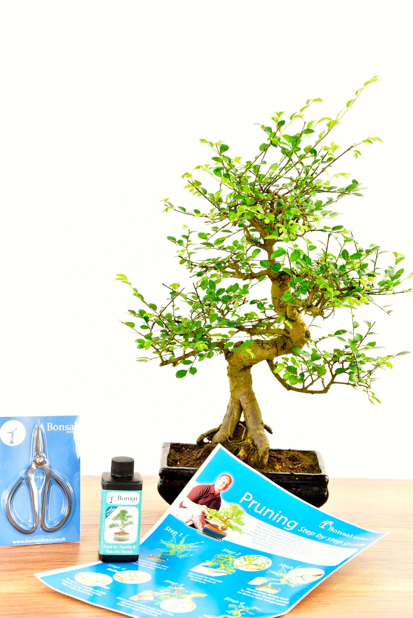 Large Twisty Bonsai Kit - Pruning