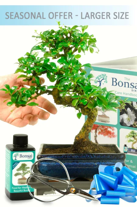 Larger Twisty Flowering Indoor Bonsai Kit