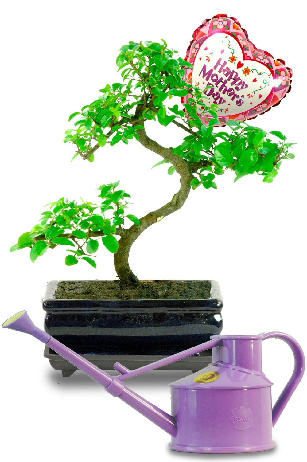 Mother's Day Sweet Plum Indoor Bonsai Gift