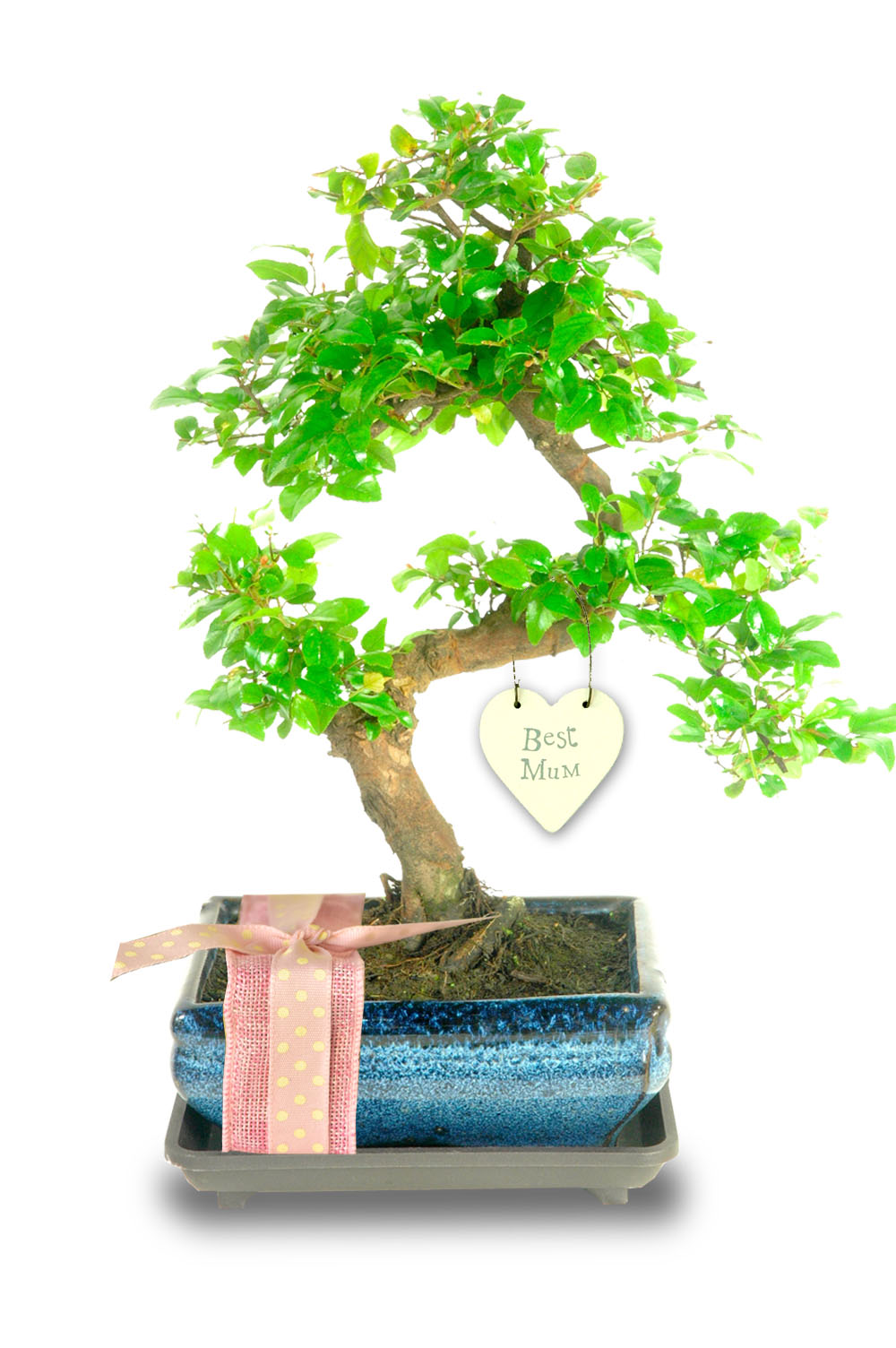 Beautiful Indoor Sageretia Mothers Day Gift