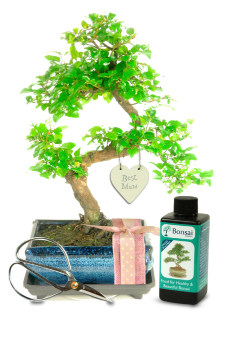 Fabulous Mothers Day Sweet Plum (sageretia) indoor bonsai tree