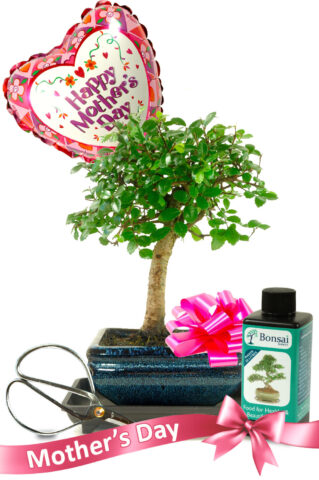 Mother's Day Beginners Baby Bonsai Gift Set