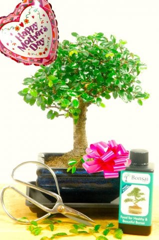 Mothers Day Beginners Baby Bonsai Gift Set