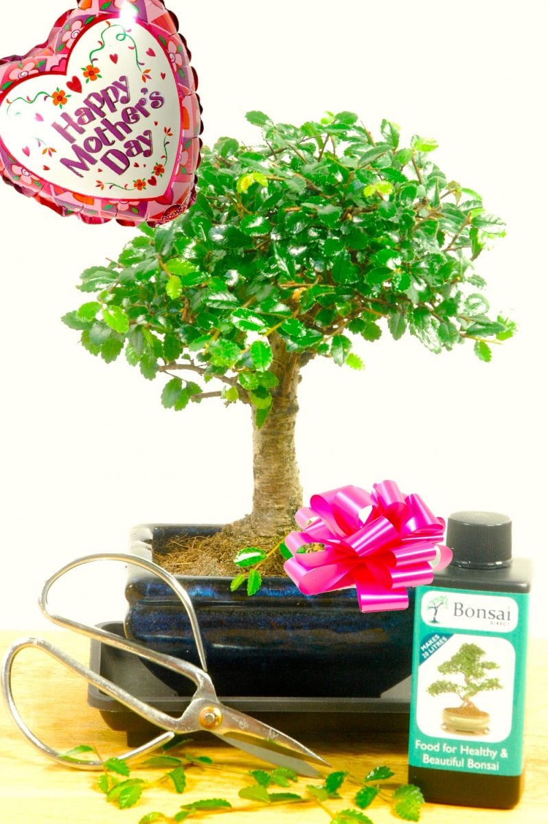 Mother's Day Beginners Baby Bonsai Gift