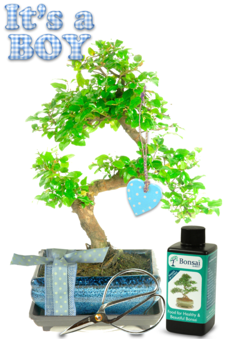 Natural Range Baby Boy Bonsai Gift. Perfect newborn gifts.