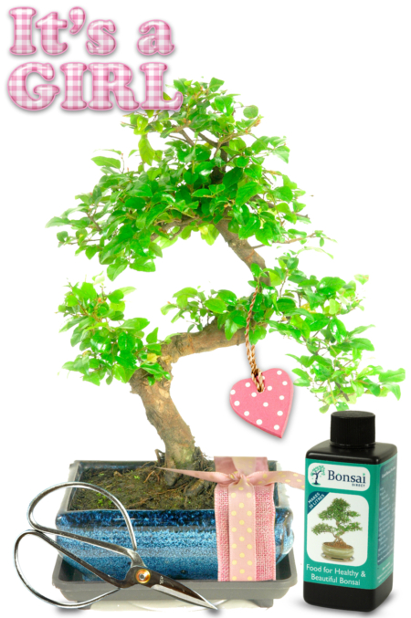 Natural Range Baby Girl Bonsai Gift