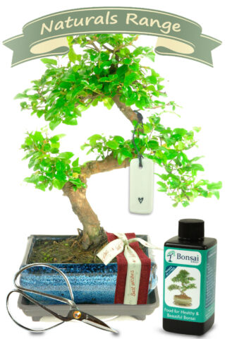 Natural Range Best Wishes Bonsai GIft