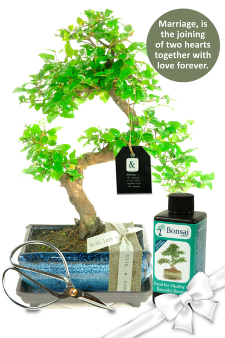 Natural Range Wedding Bonsai Gift