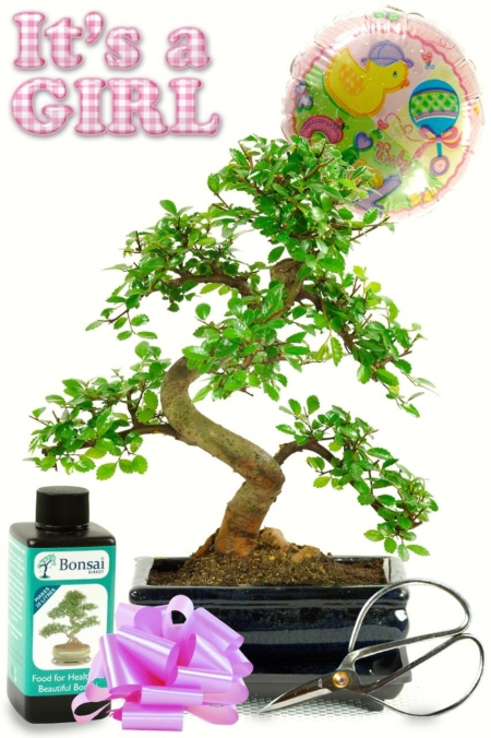 New Baby Gift | New Baby Girl Bonsai Gift